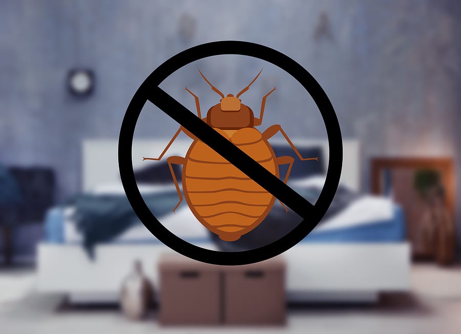 How Much Do Bed Bug Exterminators Cost? Bed Bug Treatment & Removal