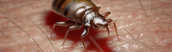 Top 5 Bed Bug Extermination Methods for a Bed Bug-Free Home