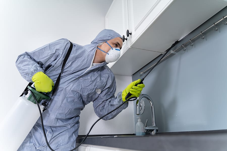 DIY Pest Control Tips vs. Professional Exterminator Services: What’s Best for Your Home?