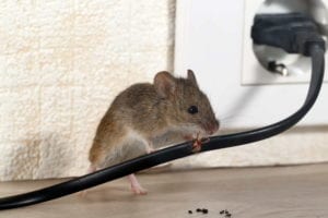 Mice Exterminator Services