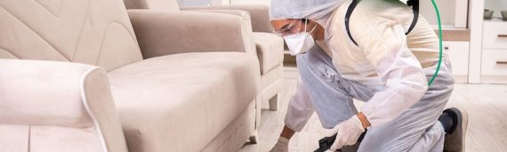 Comparing The Cost of DIY and Professional Pest Control Services