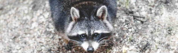 The Ethics of Raccoon Removal: Responsible Pest Control