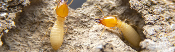 Termites vs Ants – How To Identify and Control Them