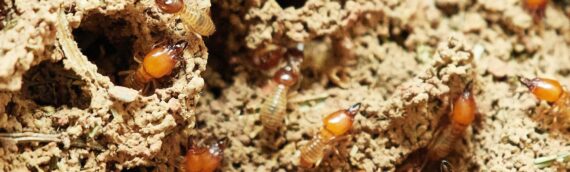 How to Identify and Eliminate Termite Infestations Before They Cause Damage