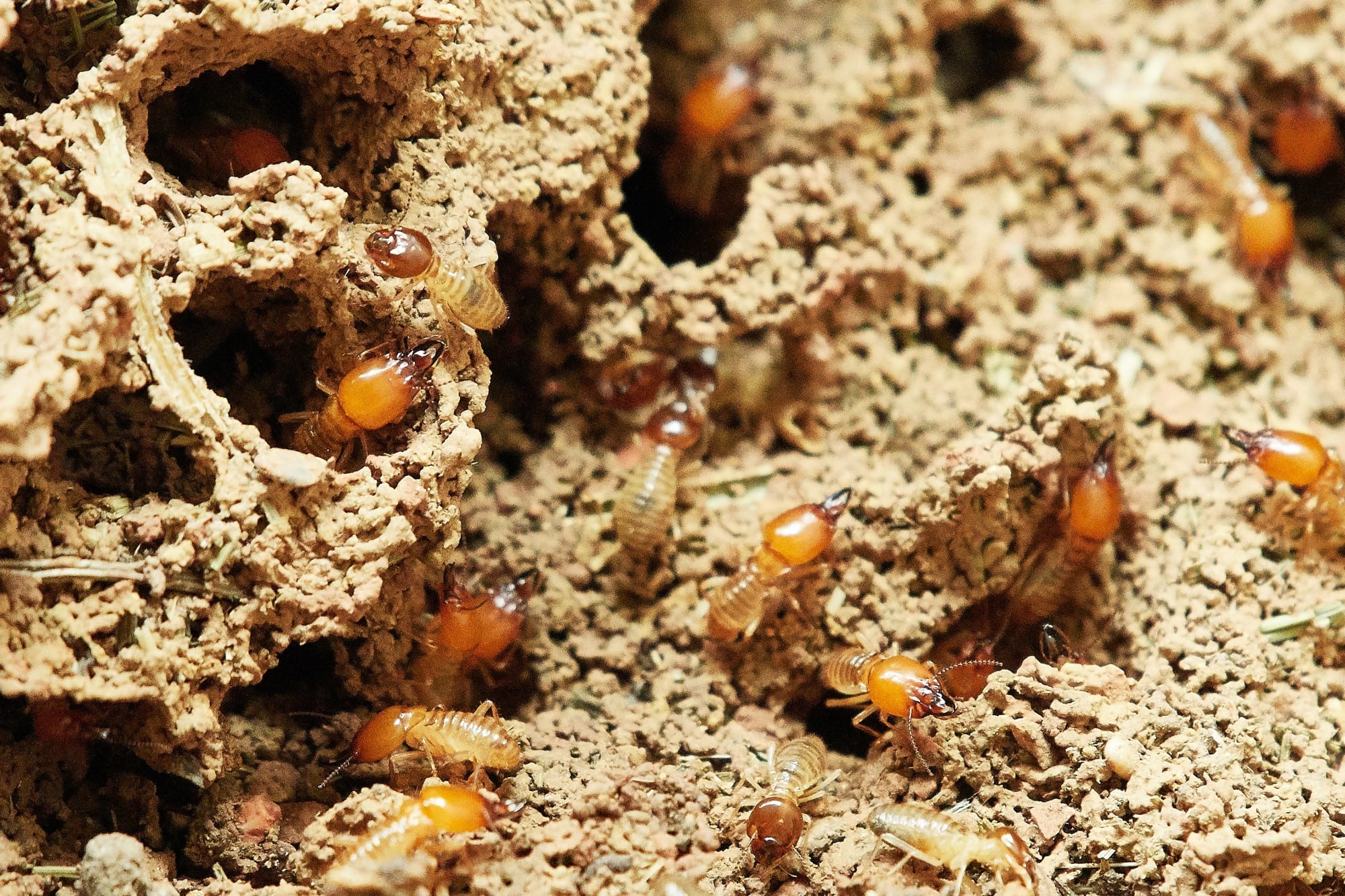 Termite Treatment Service