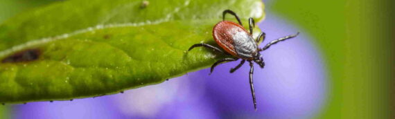Protect Your Family and Pets: The Importance of Hiring Pest Control for Tick Management