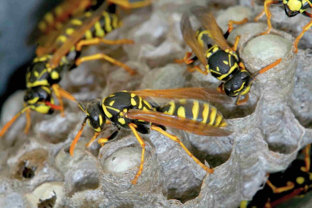 Wasp Removal Service