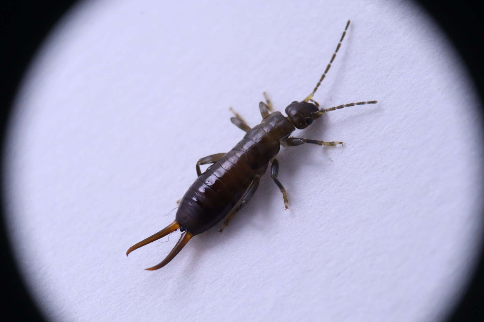 Earwig Removal Services