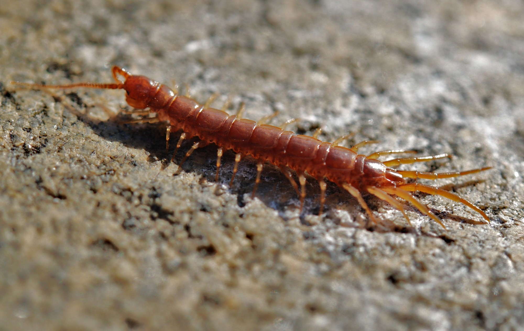 How Much Does Centipede Control Cost? | Compare Prices Now
