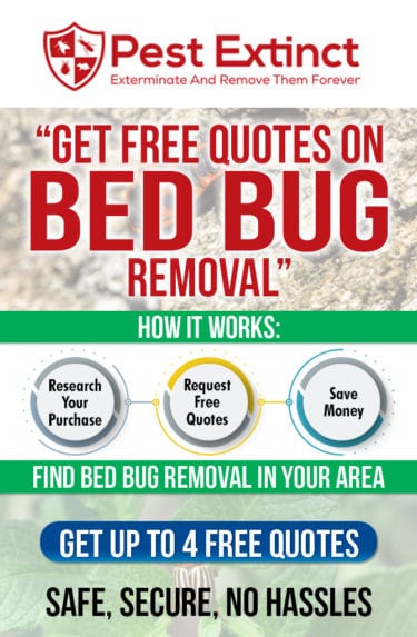 Bed Bug Removal