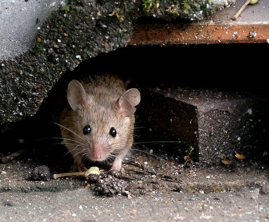 how-much-do-mice-exterminators-cost-find-mouse-control-companies