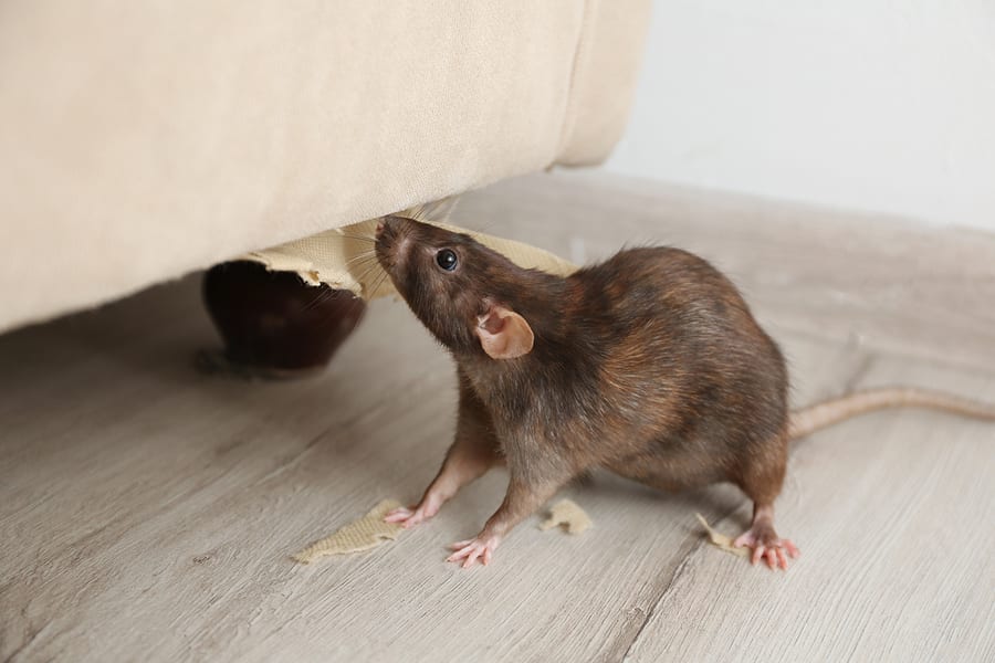 How Much Do Mice Exterminators Cost? Find Mouse Control Companies