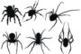 Do Spider Repellents Work? A Guide to Being Spider Free