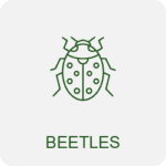 beetle control icon