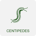 centipede control icon