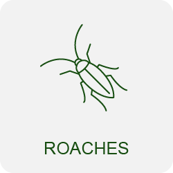roach exterminators icon