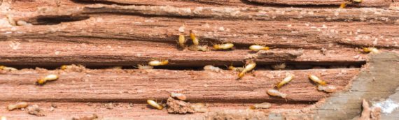 Signs of Termites in Your Home?