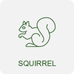 squirrel removal icon
