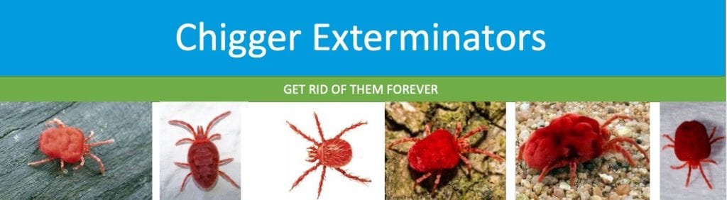 How To Kill Chiggers | Complete Guide To Getting Rid of Chiggers