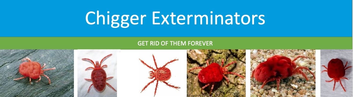 Chigger Exterminators
