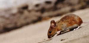 how to get rid of mice in an attic