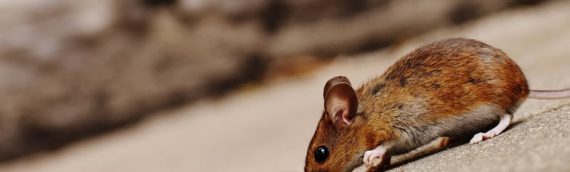 How to Get Rid of Mice in an Attic