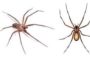 How To Identify Brown Recluse Spiders?