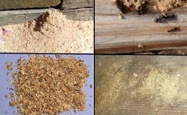 Carpenter ant dust