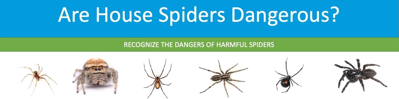 Dangerous Spiders