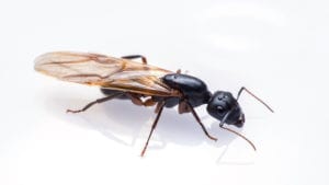 carpenter ant with wings