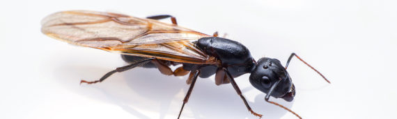 Acrobat Ants vs Carpenter: How to Spot the Difference