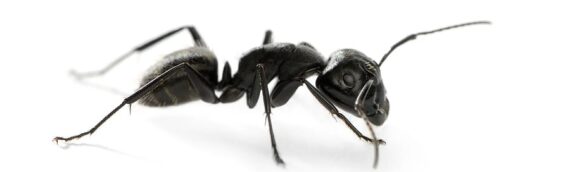 Different Types of Ants to Look Out For at Your Home