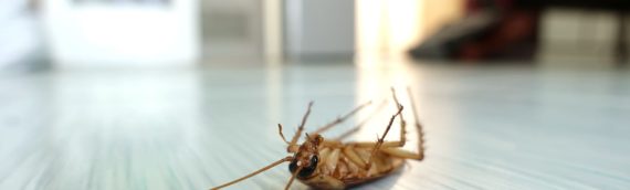 What Instantly Kills Cockroaches