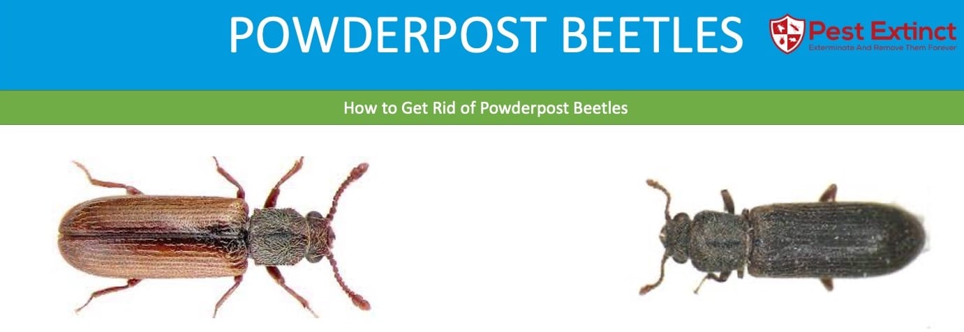 How to kill powderpost beetles