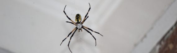 Arachnid Alert: Effective Strategies for Spider Pest Control