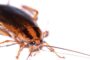 Health Risks of Roach Infestation And How to Prevent It
