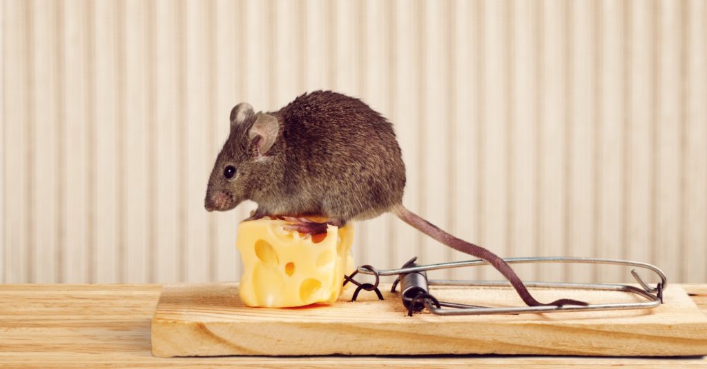 Mouse trap with cheese and mouse