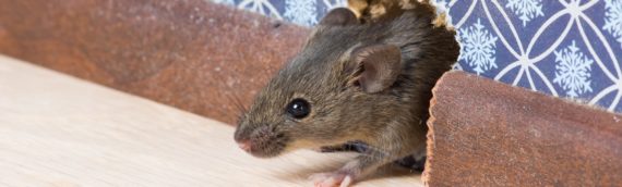 How to Get Rid of Mice in Your Home
