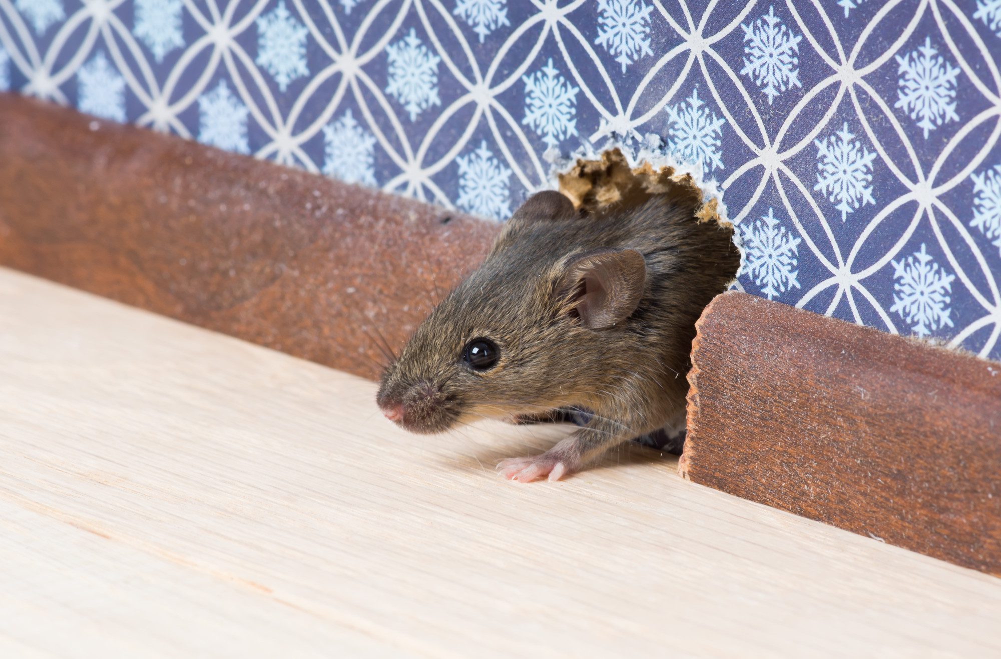 Mice Control How to Get Rid of Mice in Your Home Pest Extinct
