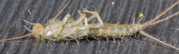Why Do Silverfish Love Your Kitchen (and Bathroom)?