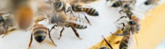 How to Prevent Bee Swarms Without Harming Bees