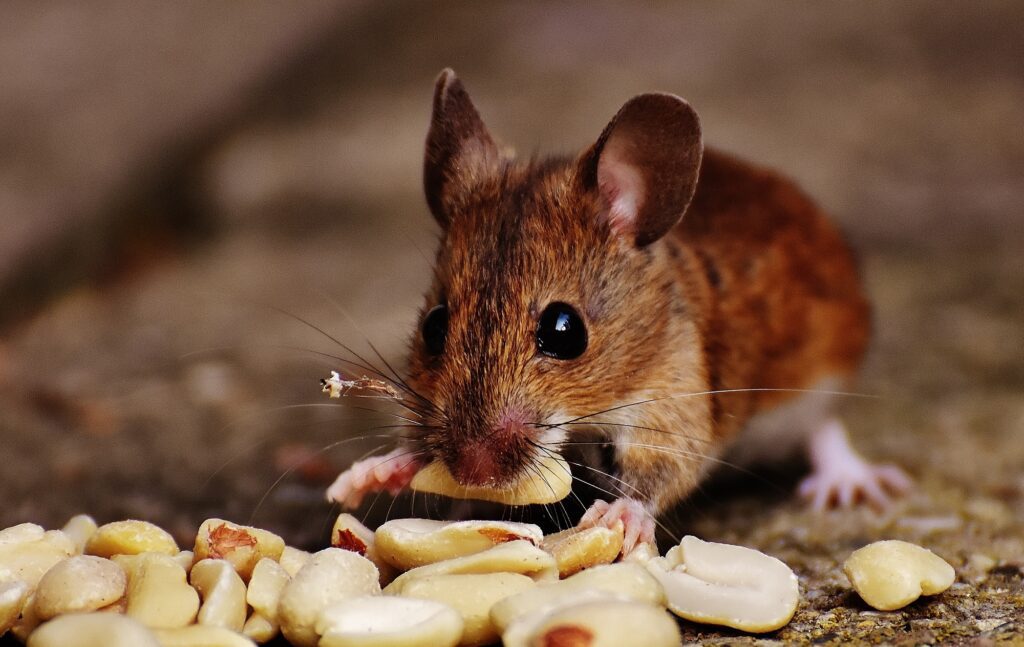 mouse control