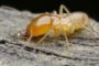 Do Termite Traps Work?