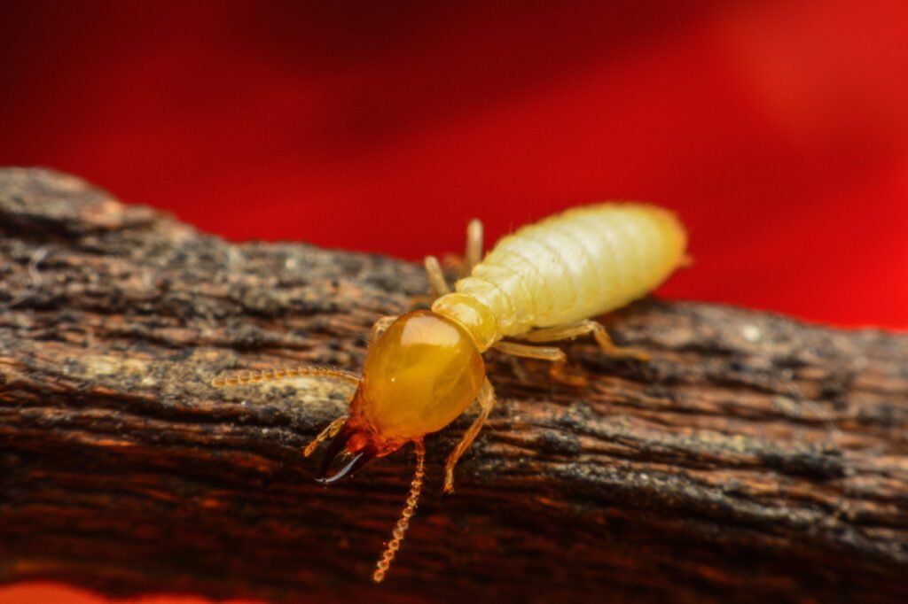 termite treatment