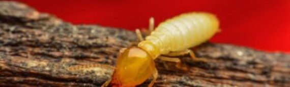 Top 5 Factors That Affect Termite Treatment Cost