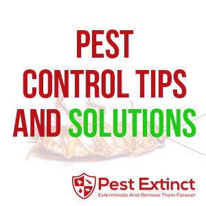 Pest Control Tips and Solutions Branded Image