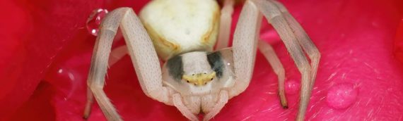 Are Crab Spiders Poisonous?