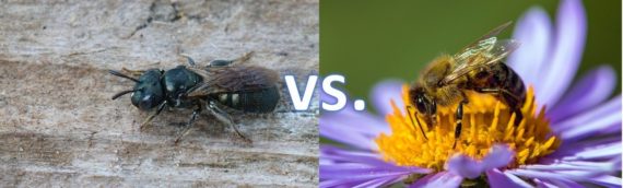 Carpenter Bees vs. Honey Bees