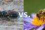 honey bee versus carpenter bee