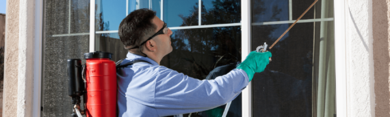 How Often Should Pest Control Be Done in Your Home?